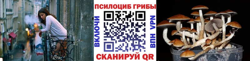 Купить где  Егорьевск  Галлюциногенные грибы Magic Shrooms 